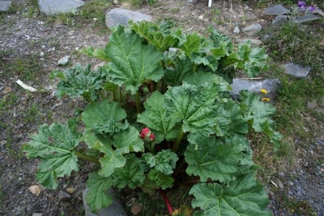 Ревень южный (Rheum australe) Ревень южный (Rheum australe)