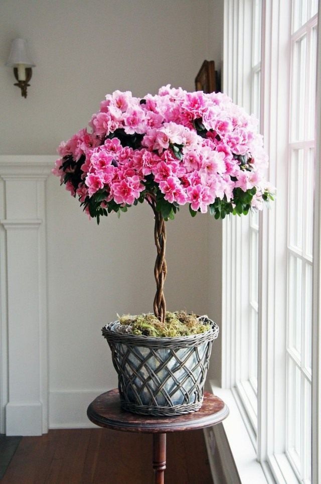Рододендрон (Rhododendron) Рододендрон (Rhododendron)