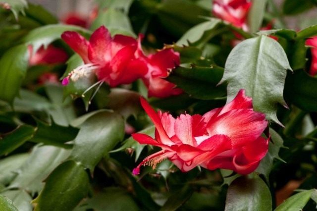 Шлюмбергера усечённая, или Зигокактус усечённый (Schlumbergera truncata) Шлюмбергера усечённая, или Зигокактус усечённый (Schlumbergera truncata)