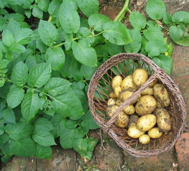 Картофель, или Паслён клубненосный (Solanum tuberosum) Картофель, или Паслён клубненосный (Solanum tuberosum)