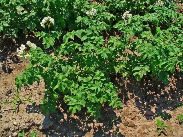 Картофель, или Паслён клубненосный (Solanum tuberosum) Картофель, или Паслён клубненосный (Solanum tuberosum)