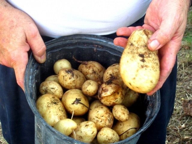 Картофель, или Паслён клубненосный (Solanum tuberosum) Картофель, или Паслён клубненосный (Solanum tuberosum)