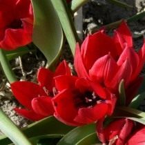 Тюльпан карликовый «Liliput»