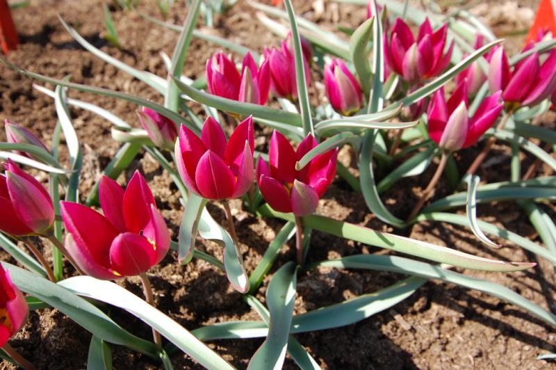 Tulipa-humilis-Odalisque-3