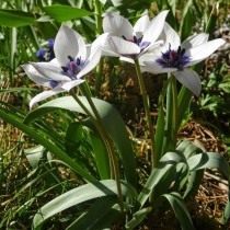 Тюльпан карликовый «Alba Coerulea Oculata»