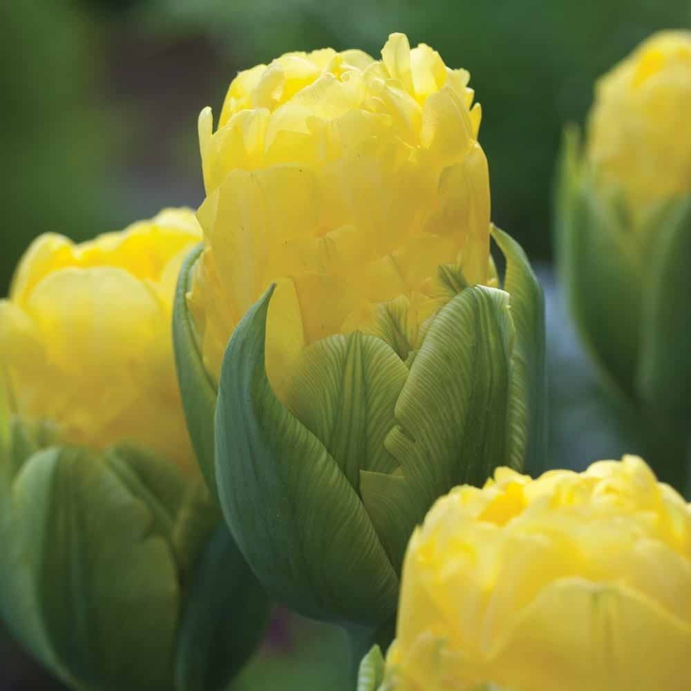 Tulips-Pop-Up-Yellow-1