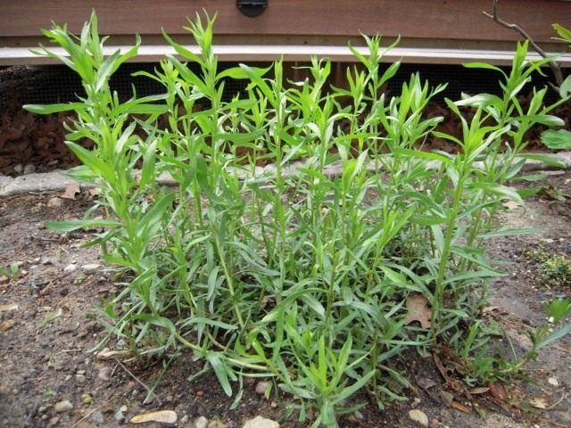 Полынь эстрагонная, или эстрагон, или тархун (Artemisia dracunculus)