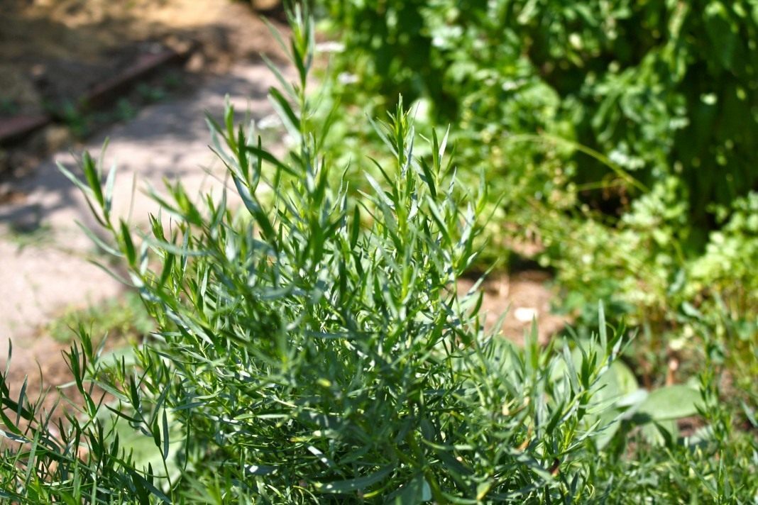 Чем полезен тархун. Тархун эстрагон. Полынь эстрагон Тархун. Эстрагон (Artemisia dracunculus). Эстрагон (Полынь эстрагонная, Тархун).