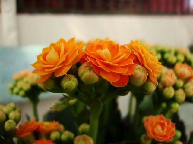 Каланхоэ Блоссфельда (Kalanchoe blossfeldiana) Каланхоэ Блоссфельда (Kalanchoe blossfeldiana)