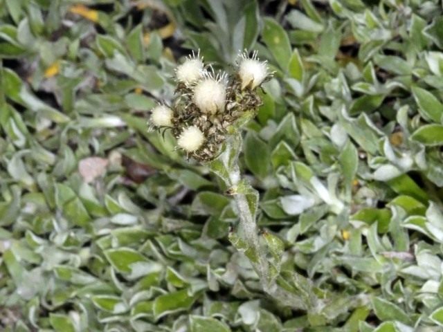 Кошачья лапка альпийская, или Антеннария альпийская (Antennaria alpina)