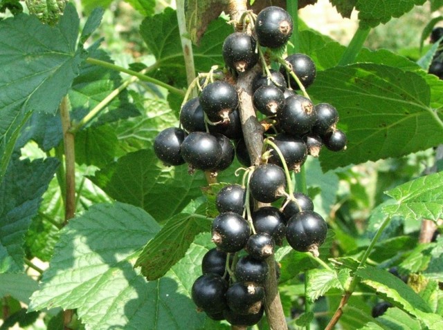 Сорта смородина для северных регионов. Blackcurrant 2. Сорта смородина для северных регионов фото. Сорта смородина для северных регионов-Blackcurrant 2. картинка Сорта смородина для северных регионов. картинка Blackcurrant 2. Чёрная смородина. © Jerzy Opioła