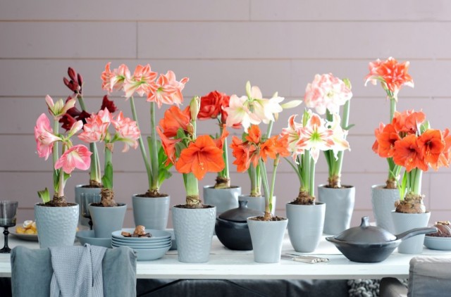 Гиппеаструм (Hippeastrum) Гиппеаструм (Hippeastrum)