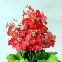 Примула мягковатая «Феир Леди» красная ( Primula malacoides 'Fair Lady' Scarlet) Примула мягковатая «Феир Леди» красная ( Primula malacoides 'Fair Lady' Scarlet)