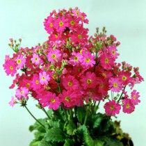Примула мягковатая «Феир Леди» розовая ( Primula malacoides 'Fair Lady' Rose) Примула мягковатая «Феир Леди» розовая ( Primula malacoides 'Fair Lady' Rose)