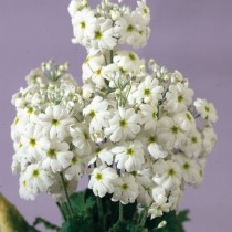 Примула мягковатая «Феир Леди» белая ( Primula malacoides 'Fair Lady' White) Примула мягковатая «Феир Леди» белая ( Primula malacoides 'Fair Lady' White)