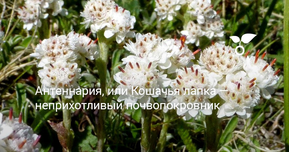Трава Кошачьи Лапки Фото — New-Freepik.Ru