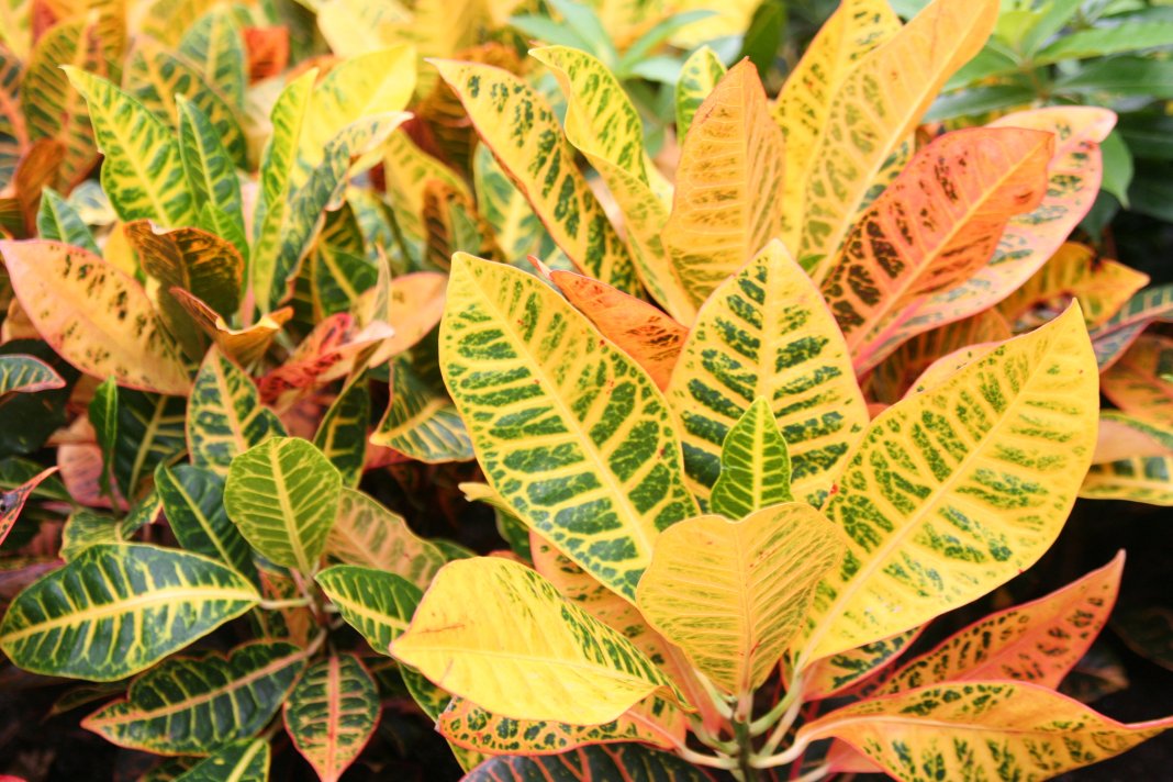 Комнатные растения фото и названия с разноцветными листьями фото