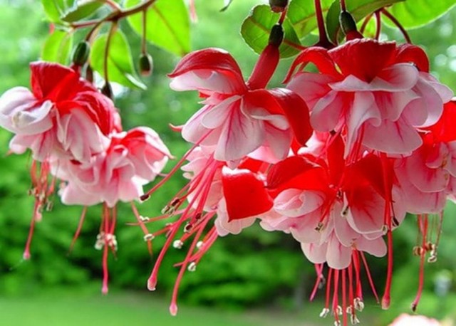 Цветки фуксии (Fuchsia)
