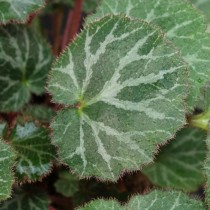 Камнеломка плетеносная (Saxifraga stolonifera) Камнеломка плетеносная (Saxifraga stolonifera)