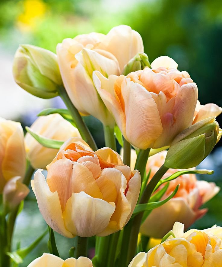 Tulip-Charming-Beauty-1