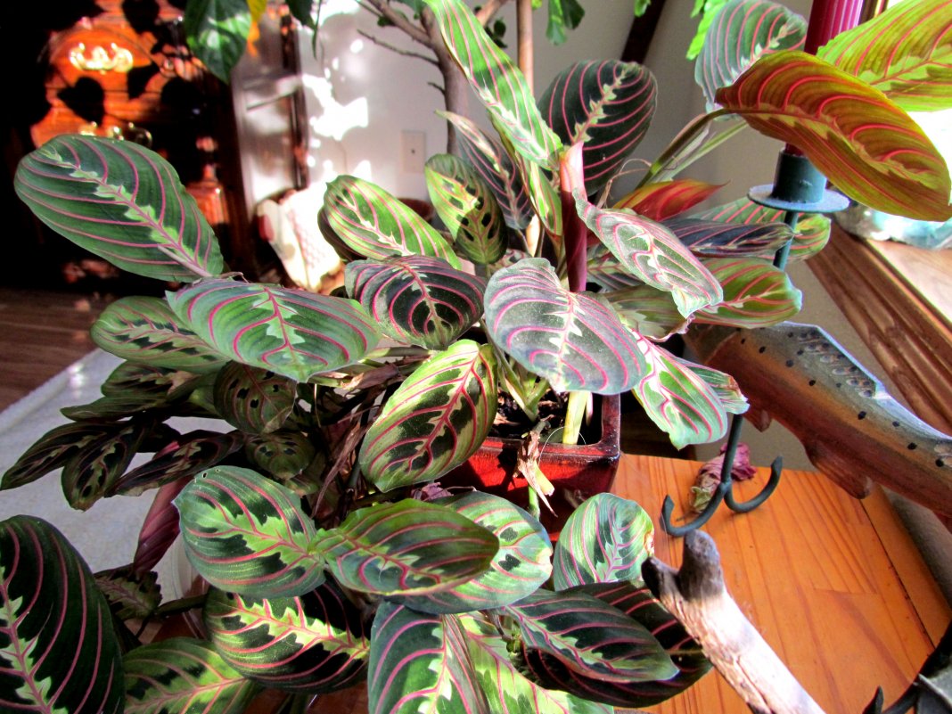 Комнатные растения с красивыми листьями фото