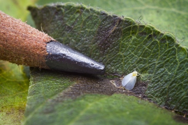 Белокрылка, или Алейродида (Aleyrodidae) Белокрылка, или Алейродида (Aleyrodidae)