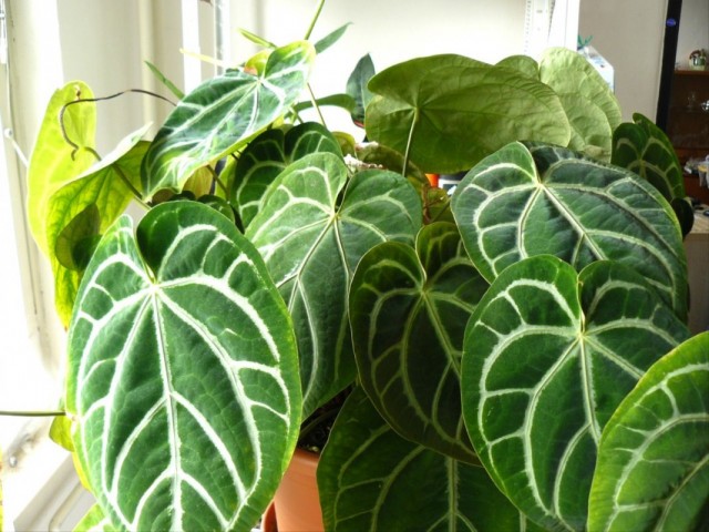 Антуриум хрустальный (Anthurium Crystallinum) Антуриум хрустальный (Anthurium Crystallinum)