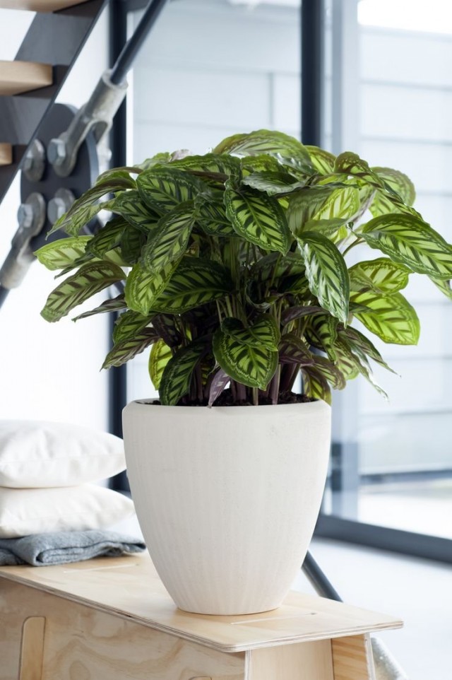 Калатея (Calathea) Калатея (Calathea)