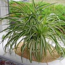 Хлорофитумов (Chlorophytum) Хлорофитумов (Chlorophytum)
