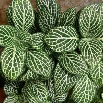 Фиттония беложилковая (Fittonia albivenis) Фиттония беложилковая (Fittonia albivenis)