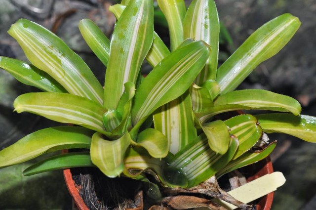 Гибрид неорегелии Королина, сорт «Нонис» (Neoregelia 'Nonis') Гибрид неорегелии Королина, сорт «Нонис» (Neoregelia 'Nonis')