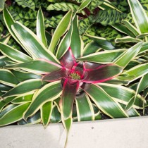 Неорелегия Каролины (Neoregelia carolinae) Неорелегия Каролины (Neoregelia carolinae)