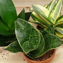 Сансевиерия трехполосая (Sansevieria trifasciata) Сансевиерия трехполосая (Sansevieria trifasciata)
