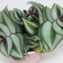 Традесканция висячая (Tradescantia zebrina) Традесканция висячая (Tradescantia zebrina)