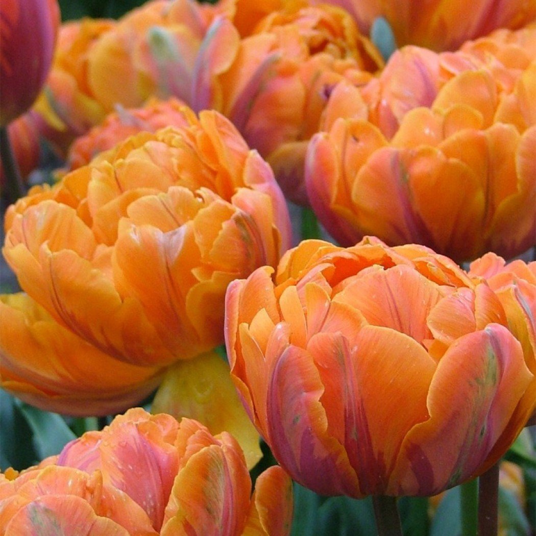 Tulipa-Orange-Princess-1
