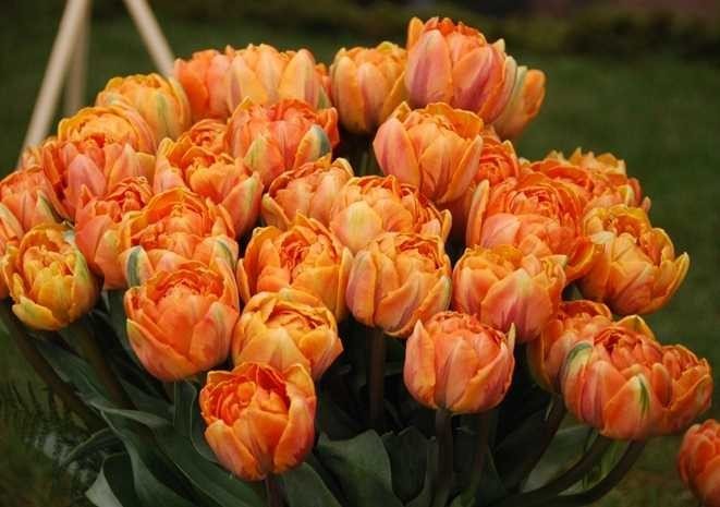 Tulipa-Orange-Princess-2