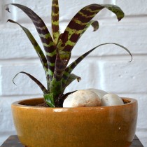 Вриезия блестящая (Vriesea splendens) Вриезия блестящая (Vriesea splendens)