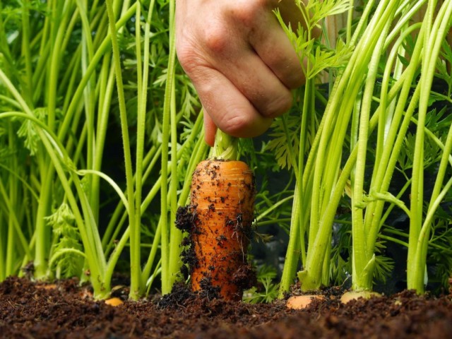 Выращиваем морковь