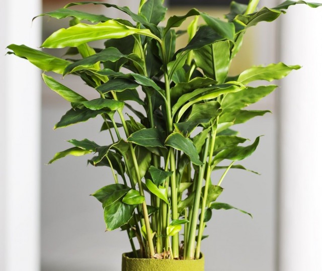 Кардамон настоящий, или элеттария кардамомум (Elettaria cardamomum)
