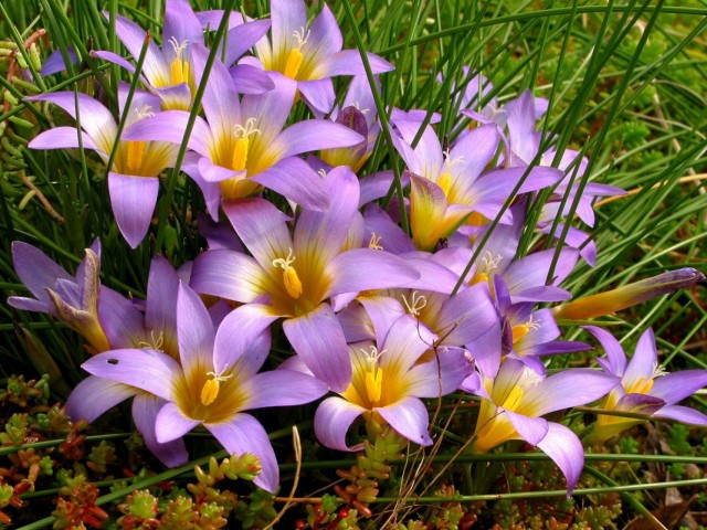 Ромулея Клузиуса (Romulea clusiana) Ромулея Клузиуса (Romulea clusiana)