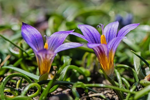 Ромулея бульбакодиум, или Ромулея брандушковая (Romulea bulbocodium) Ромулея бульбакодиум, или Ромулея брандушковая (Romulea bulbocodium)