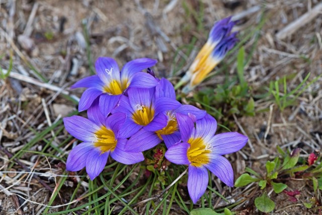 Ромулея Клузиуса (Romulea clusiana) Ромулея Клузиуса (Romulea clusiana)