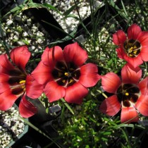 Ромулея однобратственная (Romulea monadelpha) Ромулея однобратственная (Romulea monadelpha)