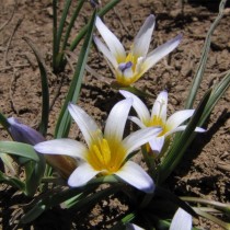 Ромулея нивалис (Romulea nivalis) Ромулея нивалис (Romulea nivalis)
