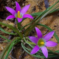Ромулея розовая (Romulea rosea) Ромулея розовая (Romulea rosea)