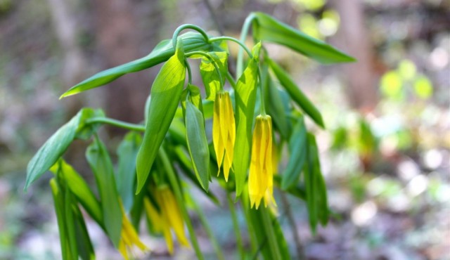 Увулярия (Uvularia)