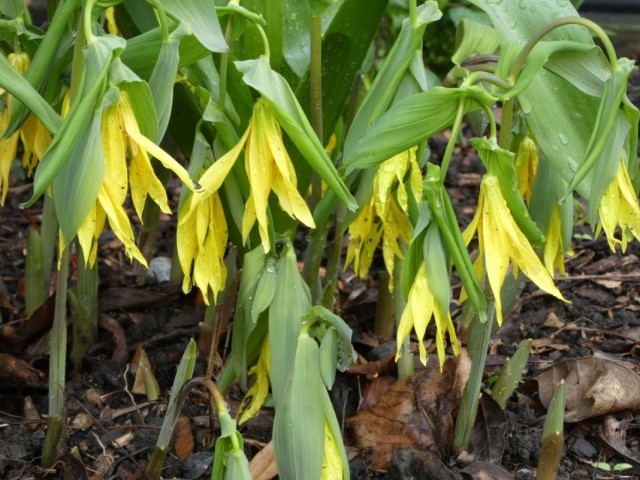 Увулярия крупноцветковая (Uvularia grandiflora)