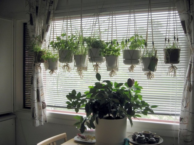 Комнатные растения у окна