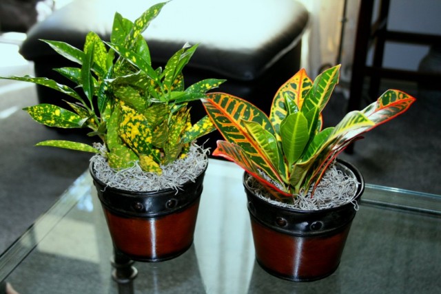 Кодиеумы пёстрые «Голд Стар» и «Петра» (Codiaeum variegatum 'Gold Star' & 'Petra') Кодиеумы пёстрые «Голд Стар» и «Петра» (Codiaeum variegatum 'Gold Star' & 'Petra')