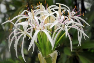 Кринум азиатский (Crinum asiaticum)